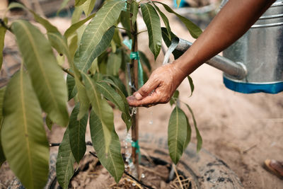 Close-up of hand holding leaf