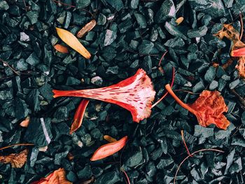 High angle view of maple leaf fallen on autumn leaves