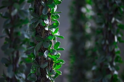 Close-up of ivy growing on tree