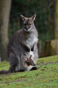 Wallaby with baby in pouch