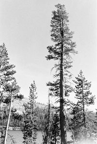 Pine trees in forest against sky during winter