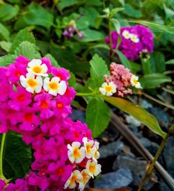 Close-up of pink flowers