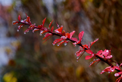 Close-up of raindrops on red plant in forest