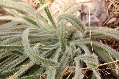 Close-up of succulent plant