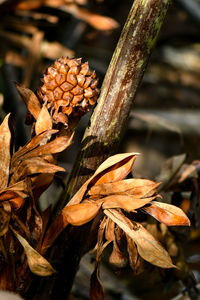 Close-up of dried autumn leaves