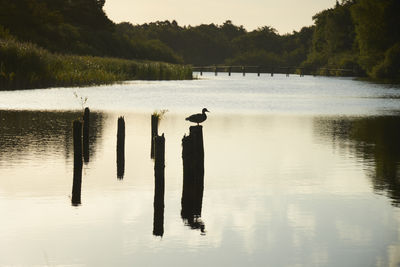 View of bird on wooden post in lake