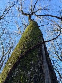 Low angle view of bare tree against sky