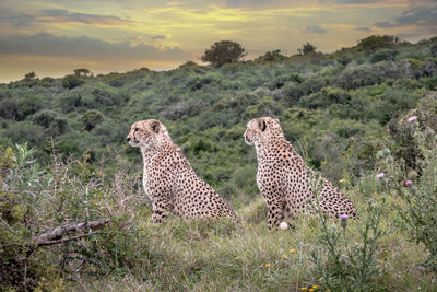 Cheetahs sitting on grassy field against cloudy sky during sunset