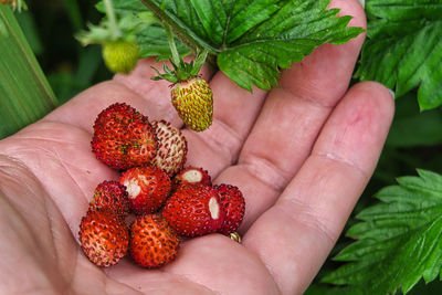 Close-up of hand holding strawberry