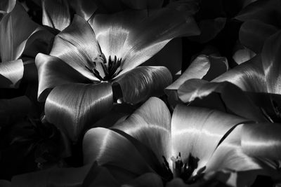 Full frame shot of flowers