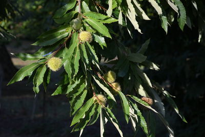 Close-up of fresh green leaves