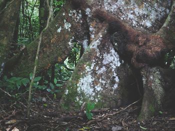 Trees growing in forest