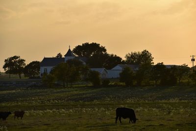 Cow grazing on field