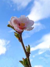 Low angle view of flowers blooming against blue sky