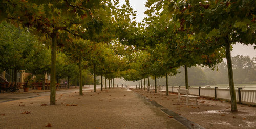 Trees in park during autumn