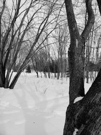 Bare trees on snow covered land