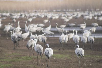 Flock of sheep in a field