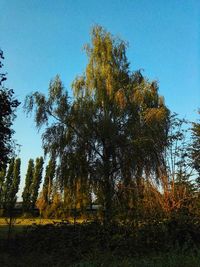 Low angle view of trees on field against sky