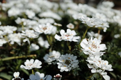 Close-up of white flowers