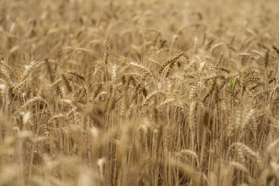 Full frame shot of wheat field