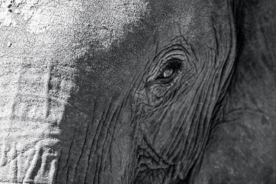 Close-up portrait of elephant