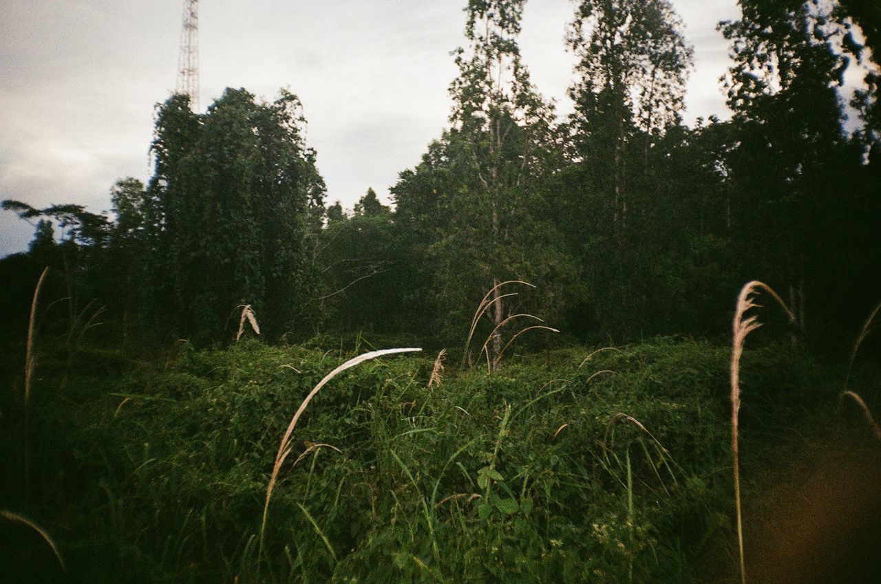 PLANTS GROWING ON FIELD IN FOREST