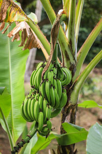 Close-up of banana tree