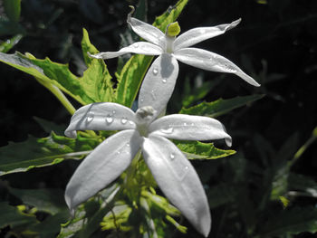 Close-up of water drops on white flowering plant