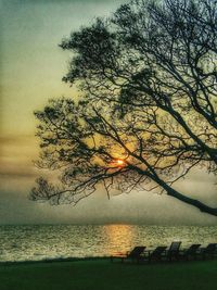 Silhouette of tree and sea at sunset