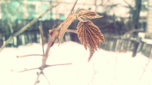 Close-up of wilted plant