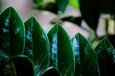 Healthy leaves - zamioculcas zamiifolia engl.
