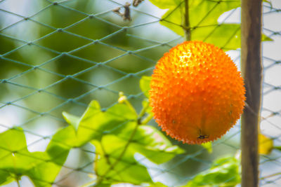 Close-up of orange fruit on plant