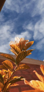 Low angle view of flowering plant against sky