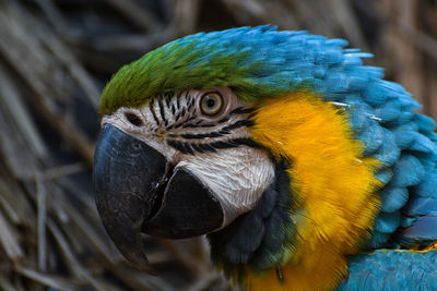 Blue and yellow macaw parrot face ara ararauna