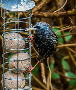 Close-up of starling perching on bird feeder