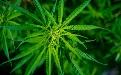 Close up view of green marijuana herbs leafs.