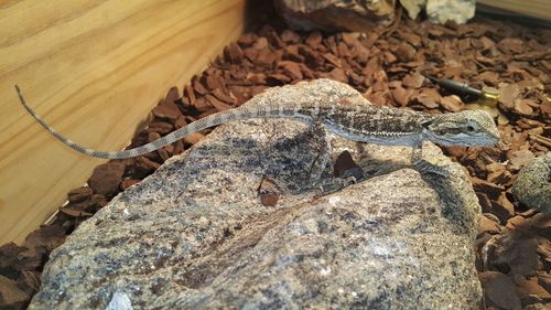 High angle view of lizard on rock