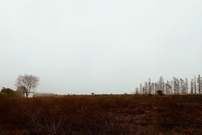 Scenic view of field against clear sky