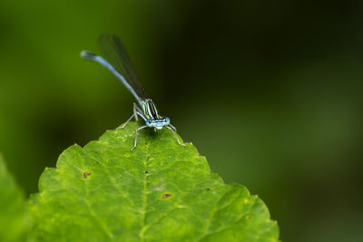 Close-up of butterfly on leaf