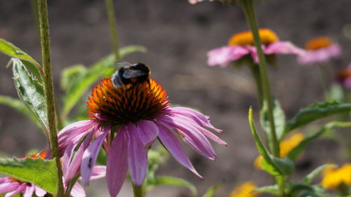 Close-up of butterfly pollinating on purple flower