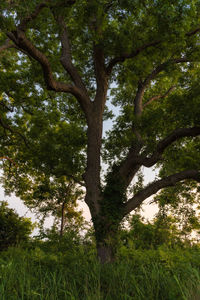 Low angle view of trees in the forest