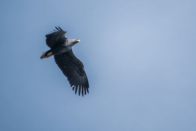 Low angle view of eagle flying in sky