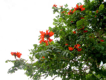 Low angle view of red flowering plant against sky