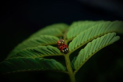 Close-up of insect on leaf