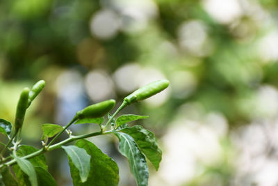 Close-up of fresh green plant