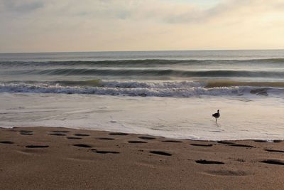 Willet on beach against sky