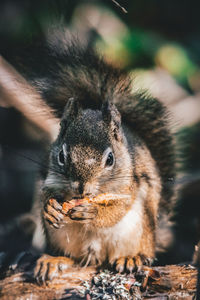 Close-up of squirrel