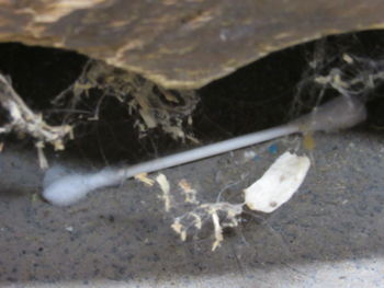 High angle view of crab on field