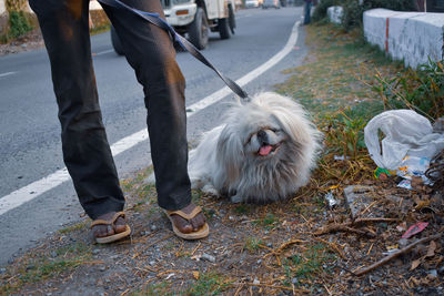 Low section of people with dog