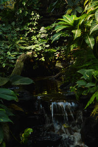 Scenic view of waterfall in forest